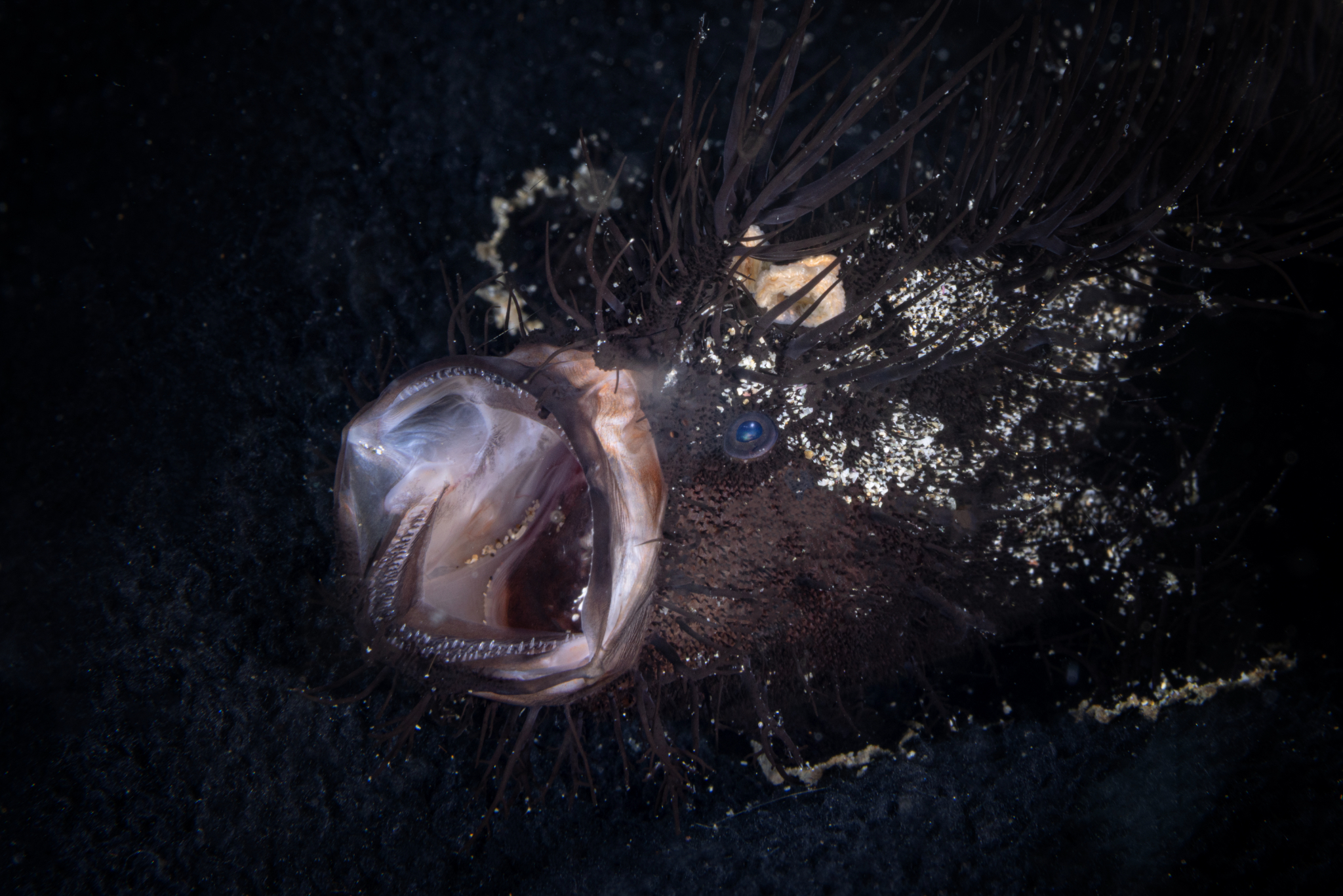 Black hairy frog fish