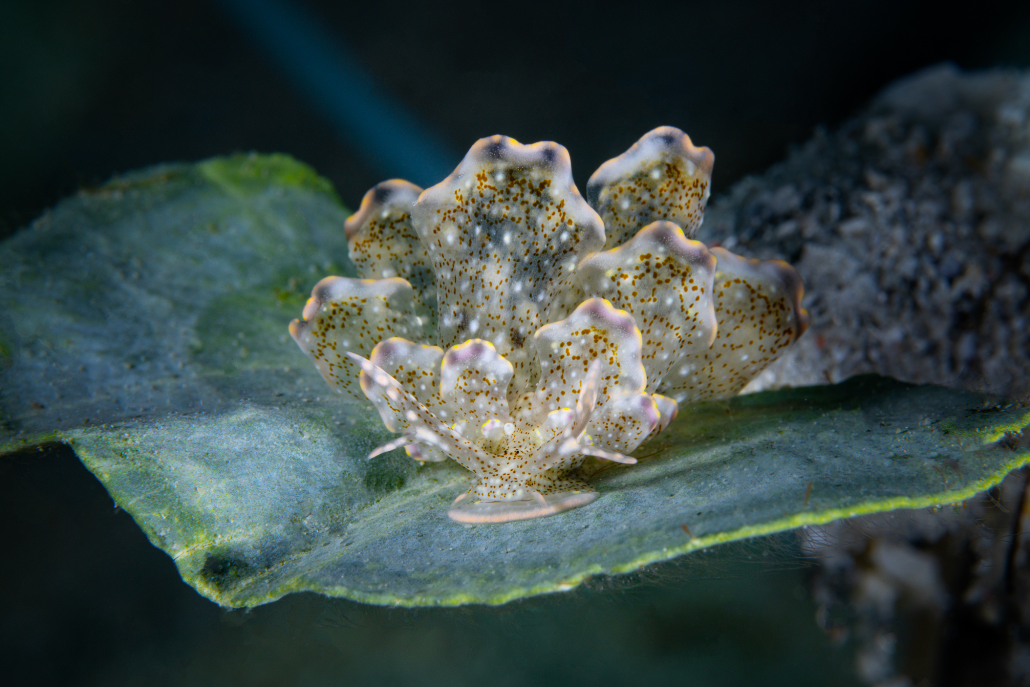 Cyerce blackburnae Romblon