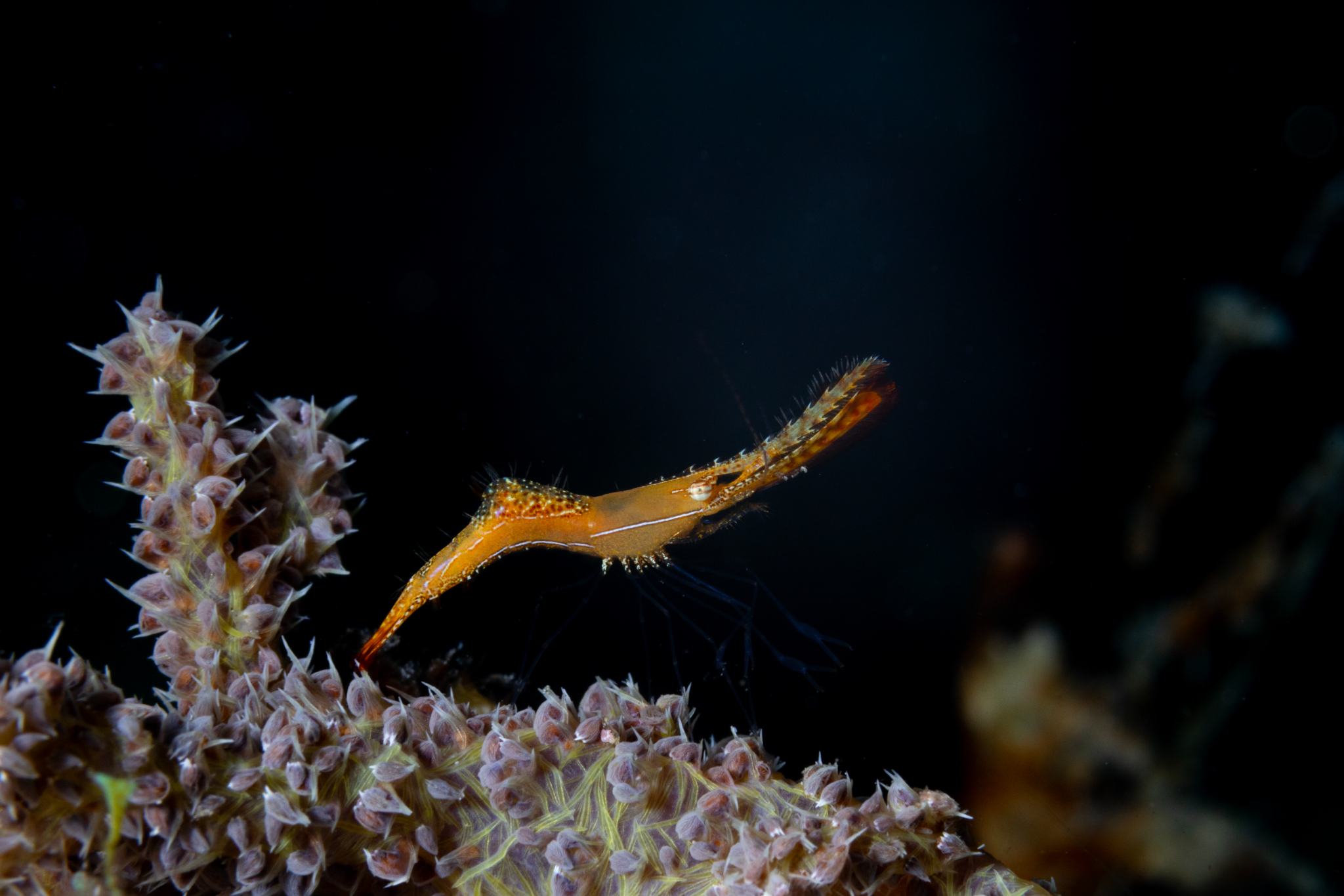 Donald Duck Shrimp