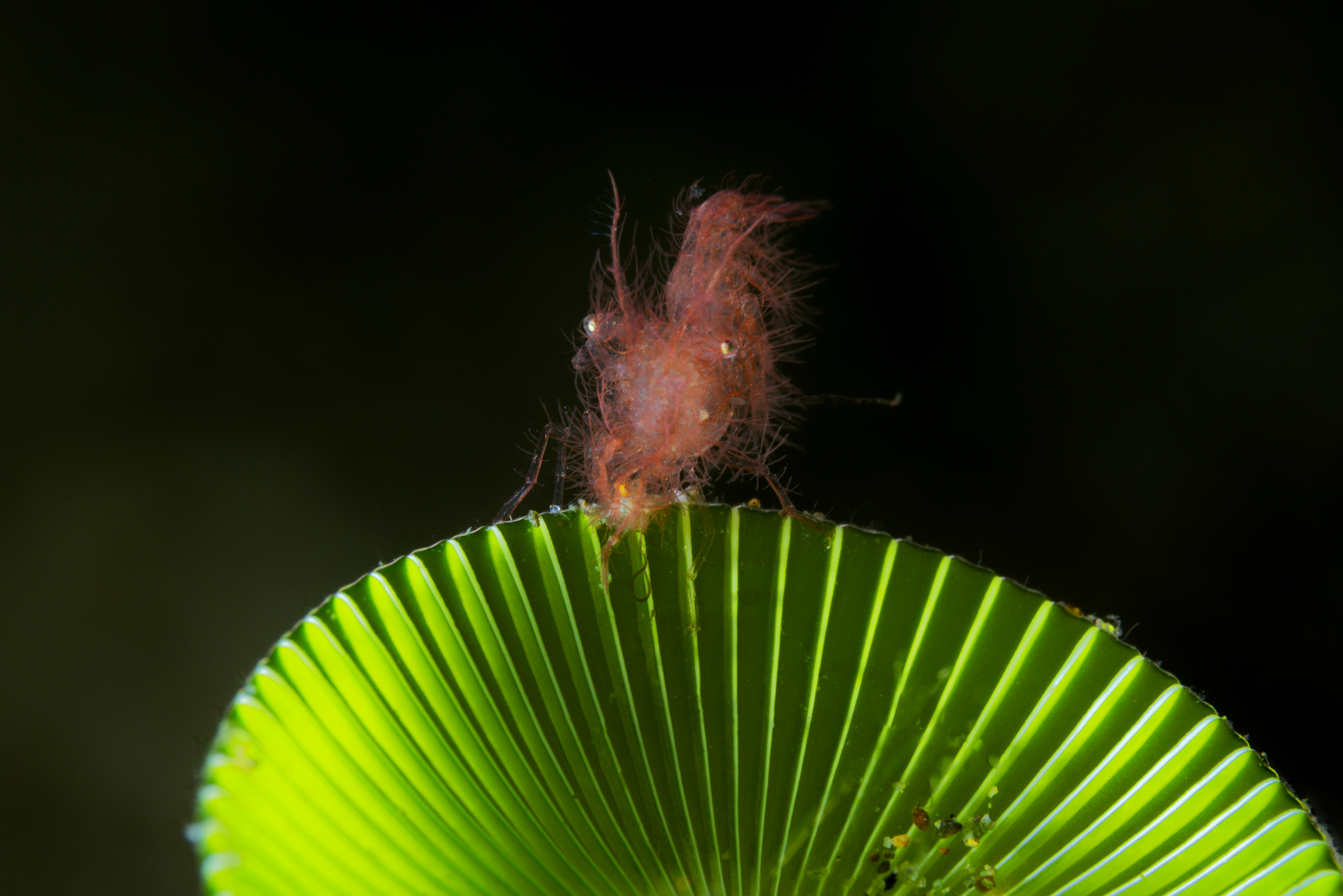 Hairy Shrimp