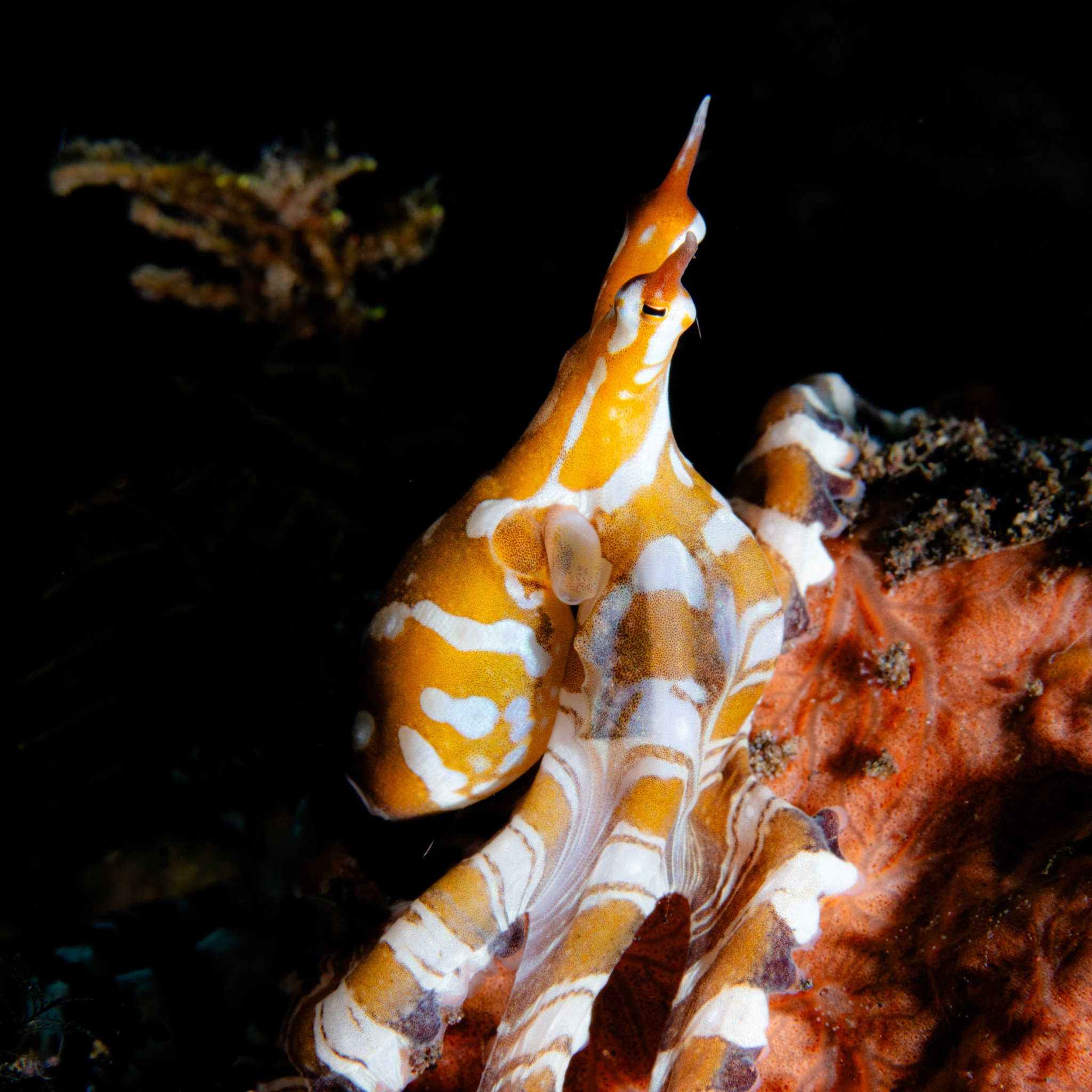 Wunderpus