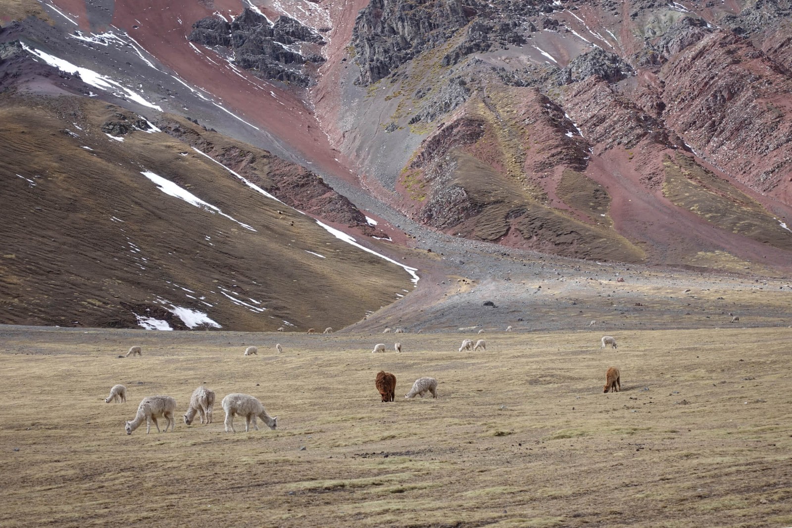 Alpacas